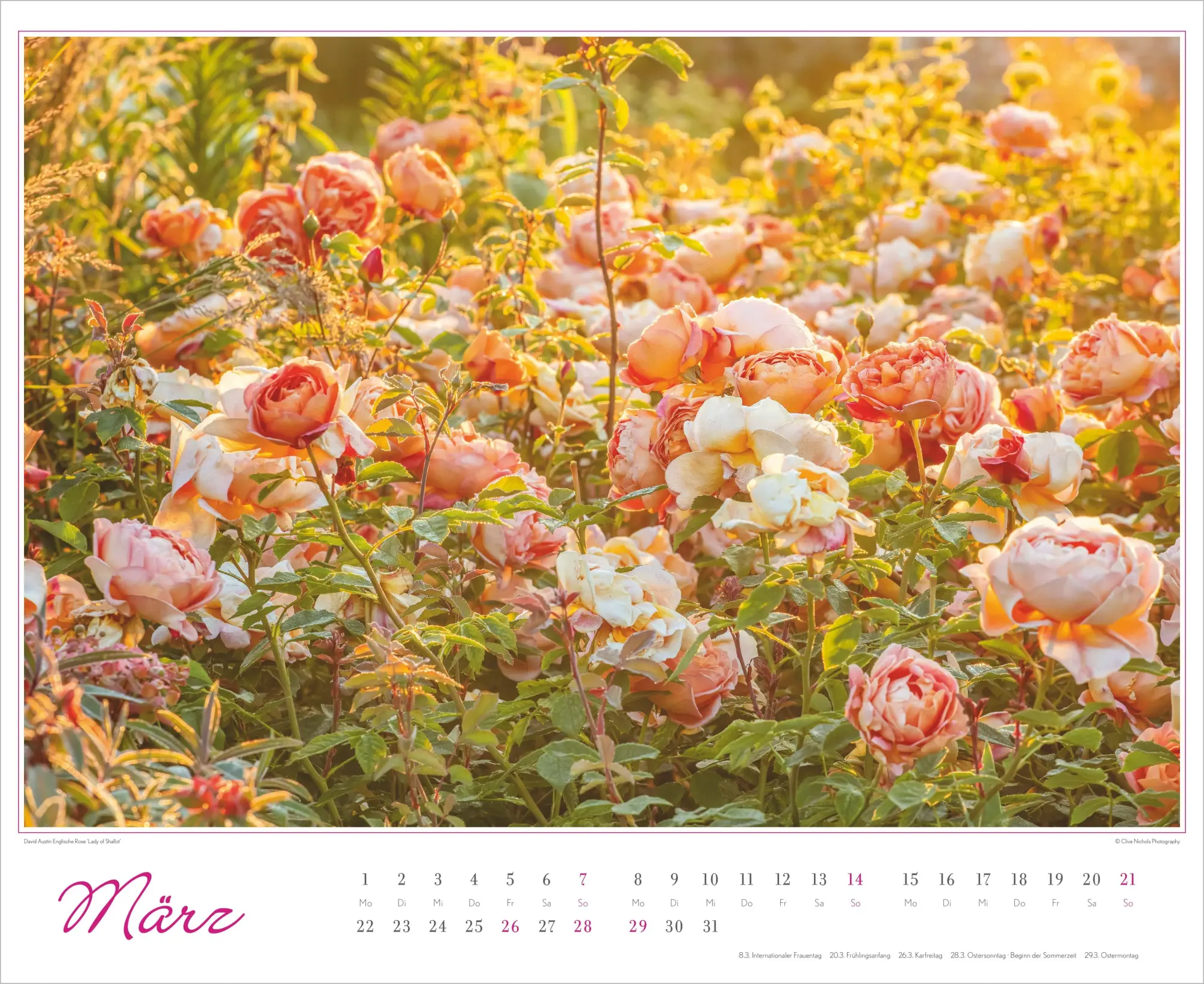 Bild: 4069095018891 | Im Rosengarten 2027 | Neumann Verlage GmbH &amp; Co KG | Kalender | 14 S.
