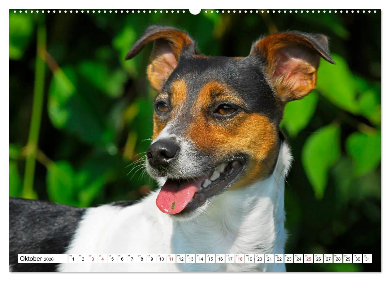Bild: 9783457698891 | 100000 Volt auf vier Pfoten - Jack und Parson Russell Terrier...