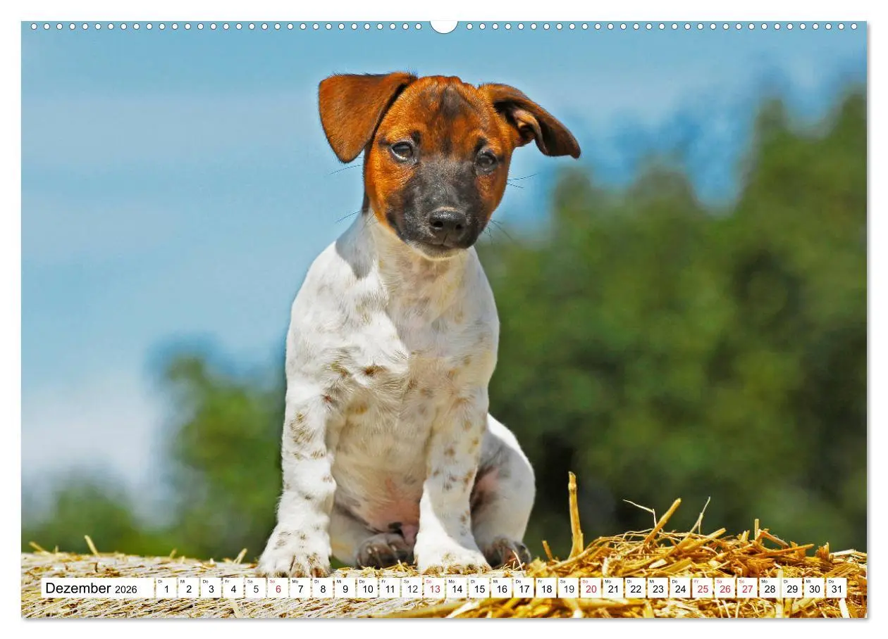 Bild: 9783457698891 | 100000 Volt auf vier Pfoten - Jack und Parson Russell Terrier...