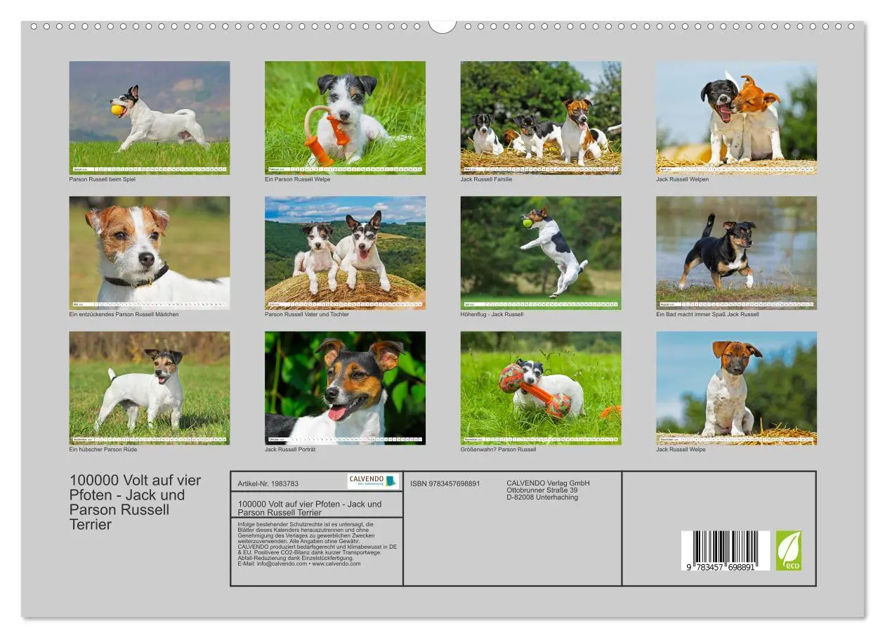 Bild: 9783457698891 | 100000 Volt auf vier Pfoten - Jack und Parson Russell Terrier...
