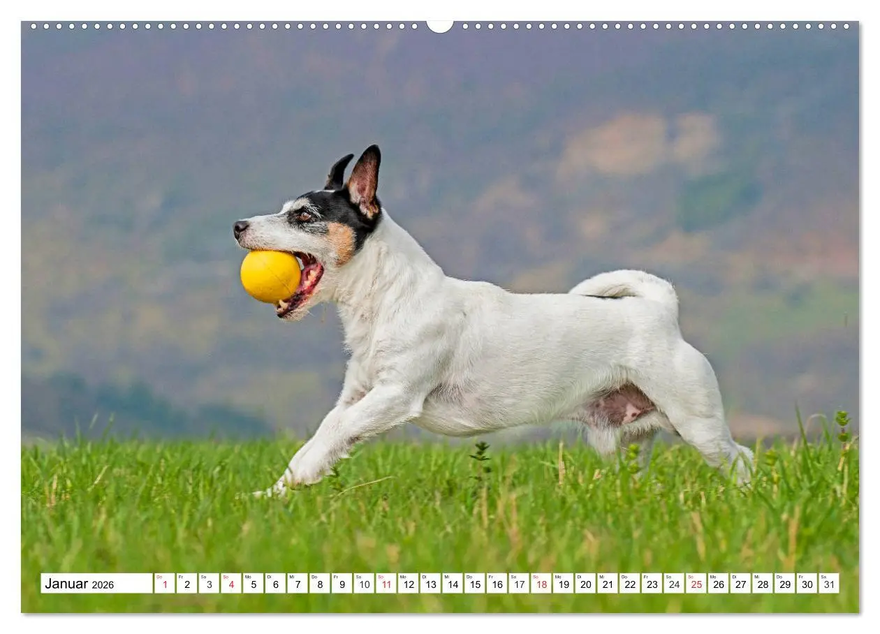 Bild: 9783457698891 | 100000 Volt auf vier Pfoten - Jack und Parson Russell Terrier...