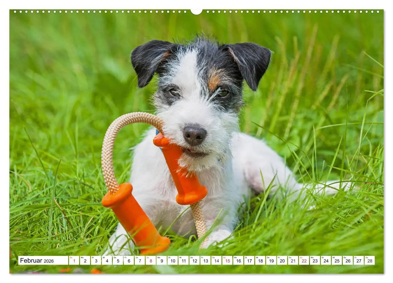 Bild: 9783457698891 | 100000 Volt auf vier Pfoten - Jack und Parson Russell Terrier...