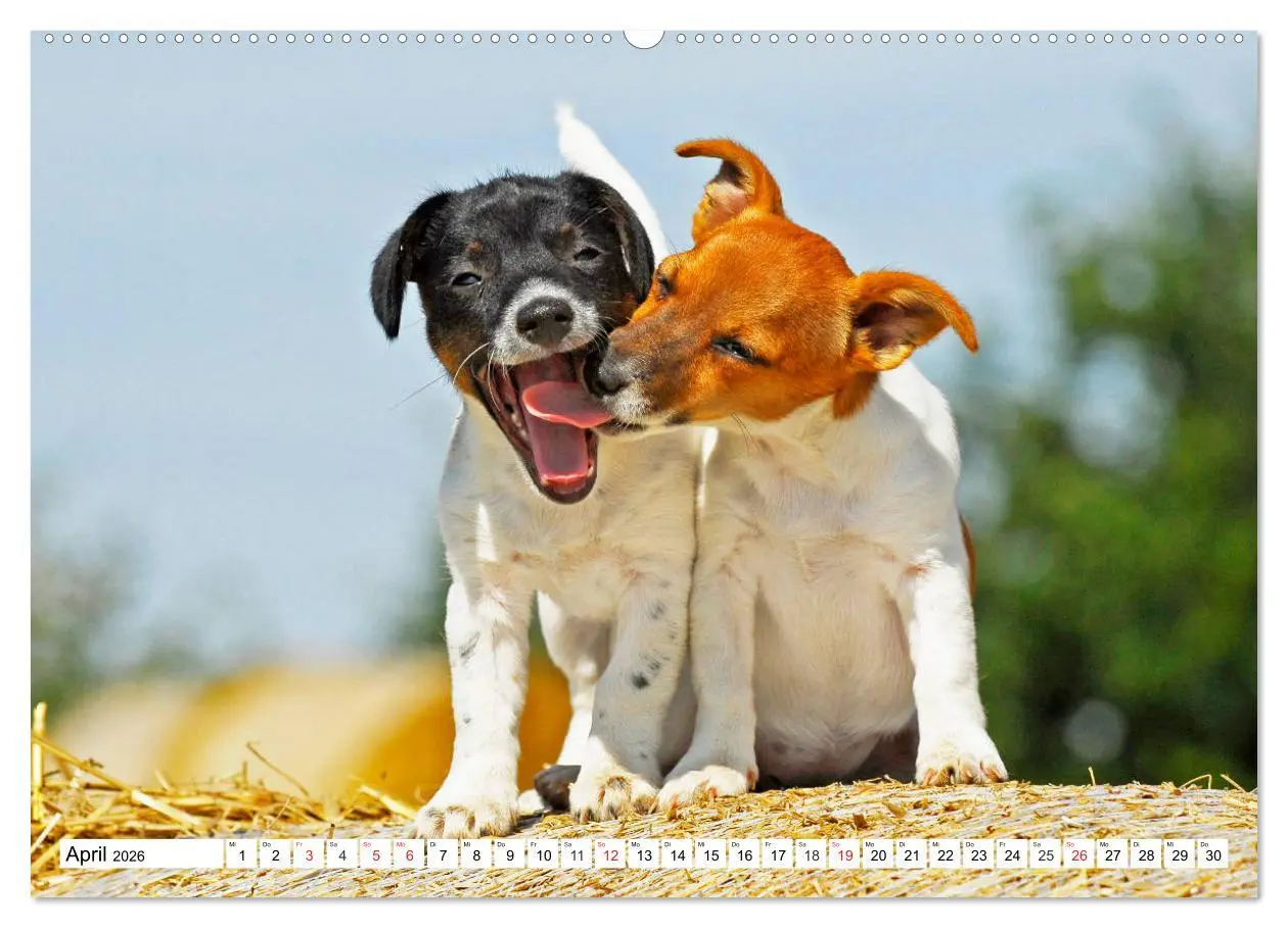 Bild: 9783457698891 | 100000 Volt auf vier Pfoten - Jack und Parson Russell Terrier...