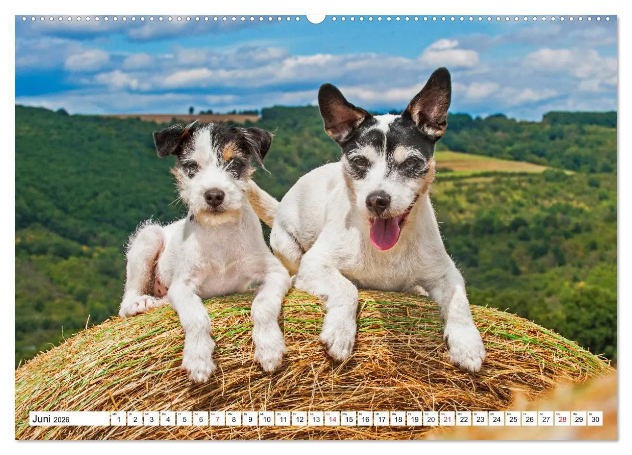 Bild: 9783457698891 | 100000 Volt auf vier Pfoten - Jack und Parson Russell Terrier...