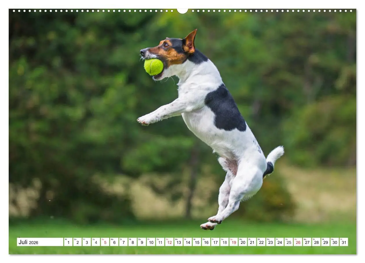 Bild: 9783457698891 | 100000 Volt auf vier Pfoten - Jack und Parson Russell Terrier...