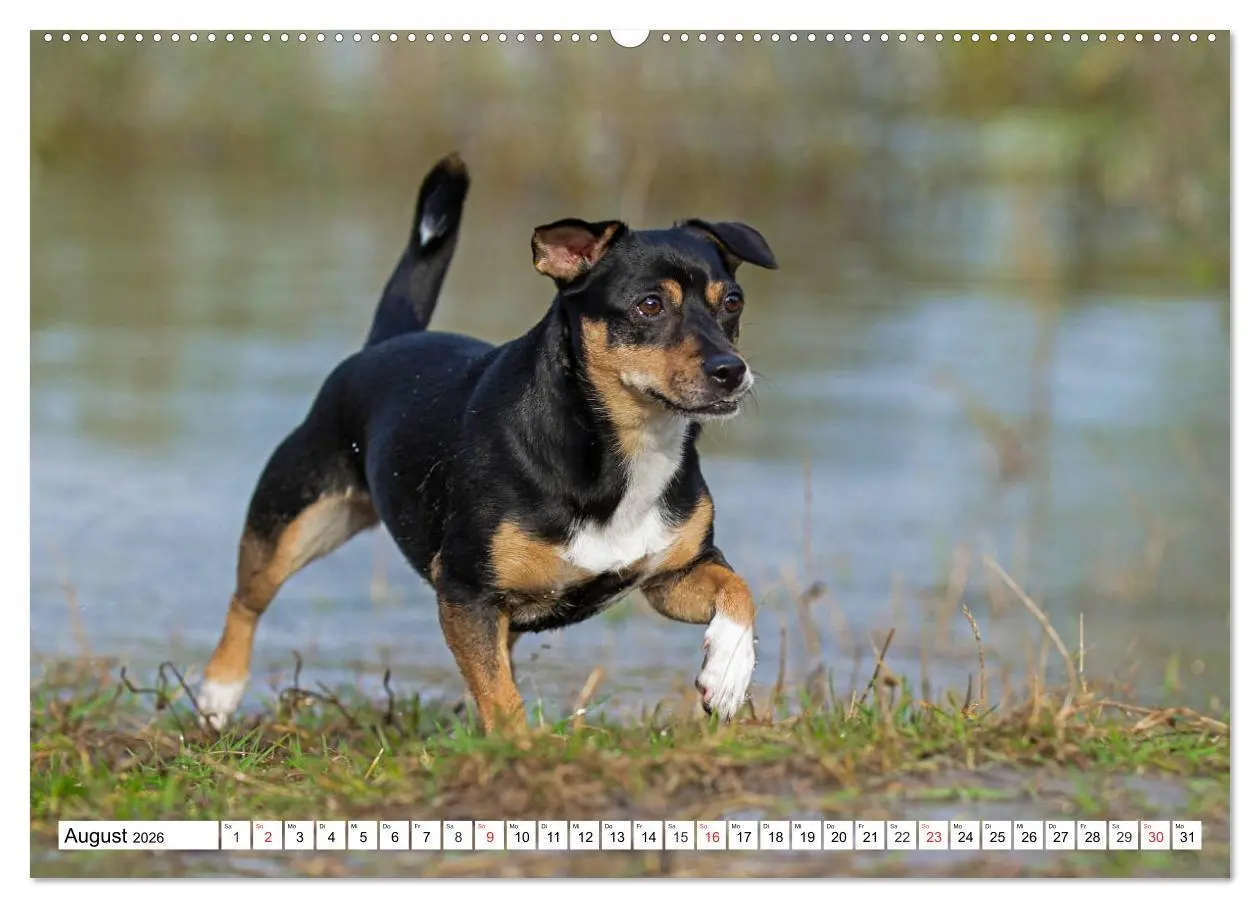 Bild: 9783457698891 | 100000 Volt auf vier Pfoten - Jack und Parson Russell Terrier...
