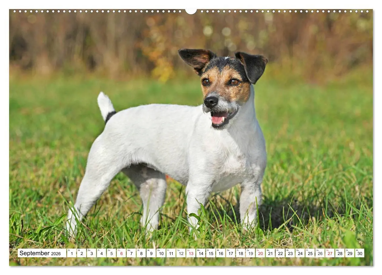 Bild: 9783457698891 | 100000 Volt auf vier Pfoten - Jack und Parson Russell Terrier...