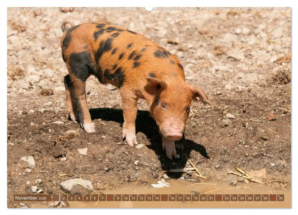 Bild: 9783457768891 | Glückliche Schweine Berkshire-Iberico Ferkel (Wandkalender 2026 DIN...
