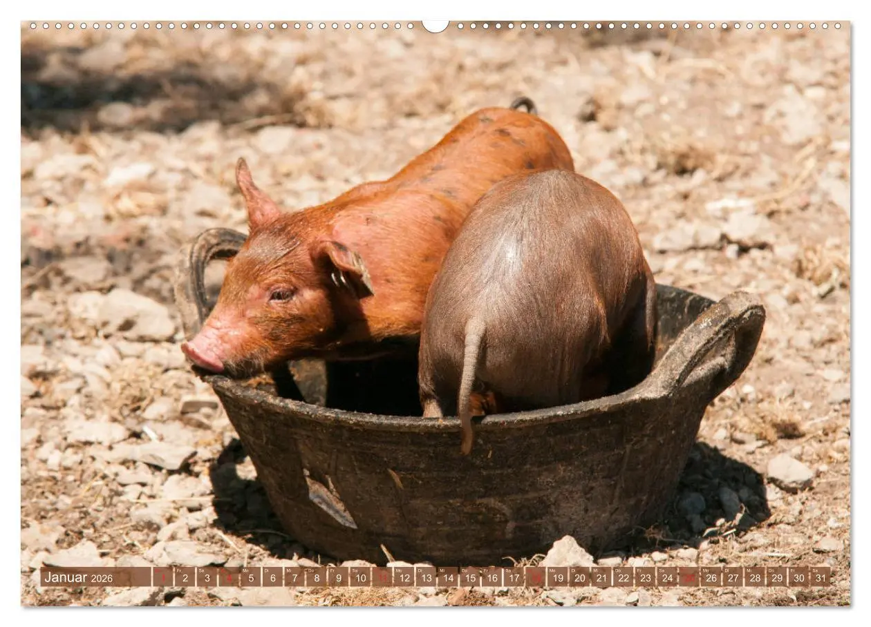 Bild: 9783457768891 | Glückliche Schweine Berkshire-Iberico Ferkel (Wandkalender 2026 DIN...