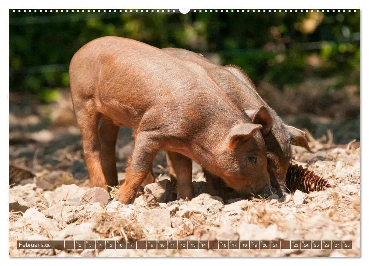 Bild: 9783457768891 | Glückliche Schweine Berkshire-Iberico Ferkel (Wandkalender 2026 DIN...