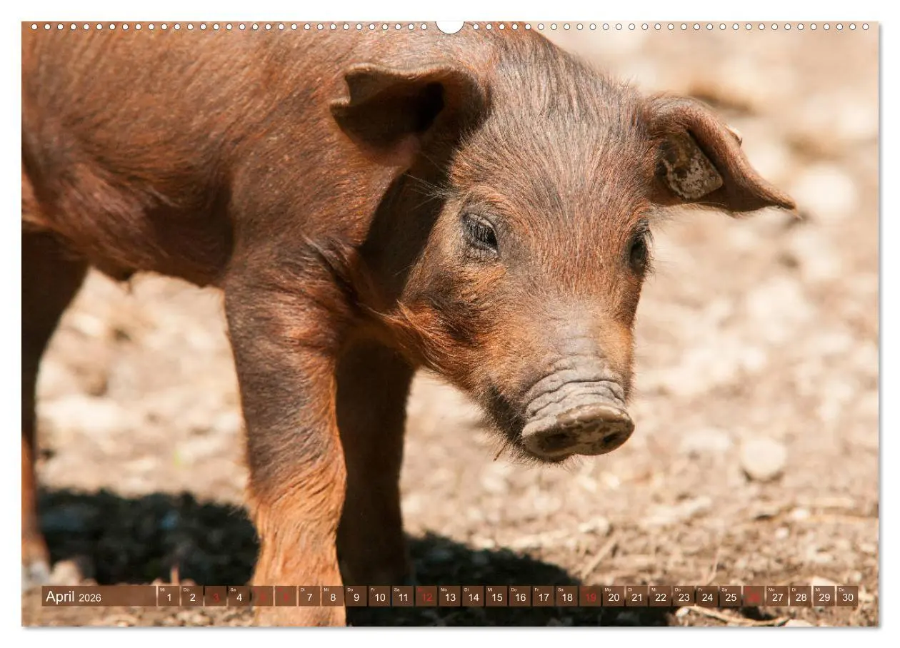 Bild: 9783457768891 | Glückliche Schweine Berkshire-Iberico Ferkel (Wandkalender 2026 DIN...