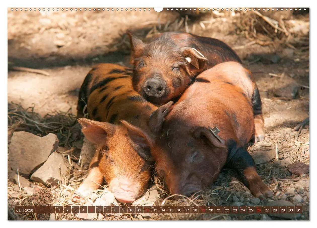 Bild: 9783457768891 | Glückliche Schweine Berkshire-Iberico Ferkel (Wandkalender 2026 DIN...