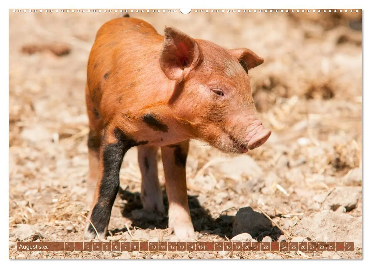 Bild: 9783457768891 | Glückliche Schweine Berkshire-Iberico Ferkel (Wandkalender 2026 DIN...