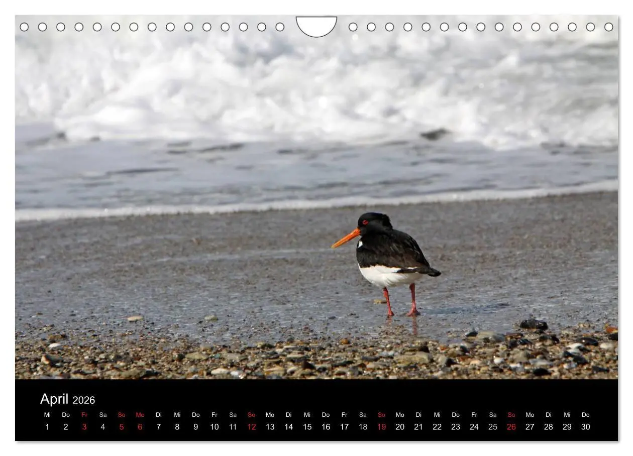 Bild: 9783516168891 | Helgoland (Wandkalender 2026 DIN A4 quer), CALVENDO Monatskalender