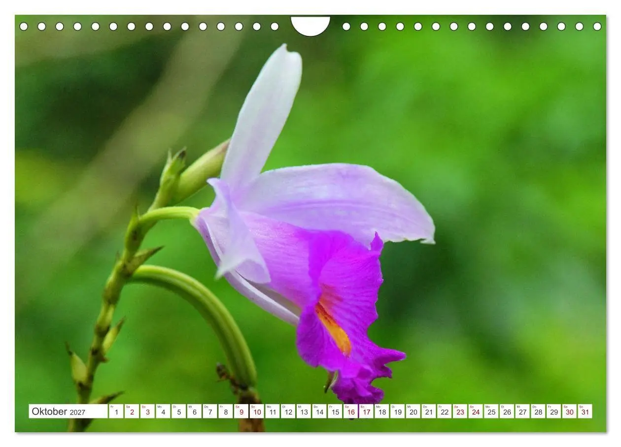 Bild: 9783569498891 | Asiatische Blumenpracht (Wandkalender 2027 DIN A4 quer), CALVENDO...