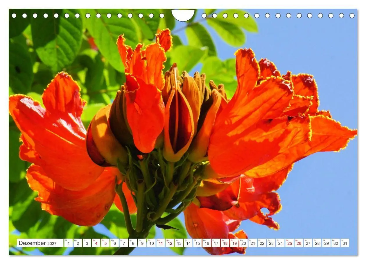 Bild: 9783569498891 | Asiatische Blumenpracht (Wandkalender 2027 DIN A4 quer), CALVENDO...