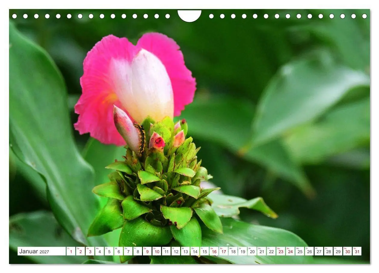 Bild: 9783569498891 | Asiatische Blumenpracht (Wandkalender 2027 DIN A4 quer), CALVENDO...