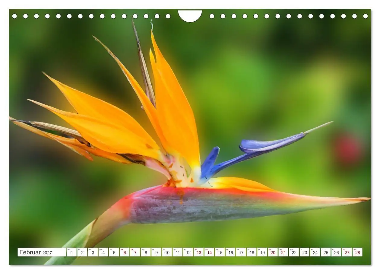Bild: 9783569498891 | Asiatische Blumenpracht (Wandkalender 2027 DIN A4 quer), CALVENDO...