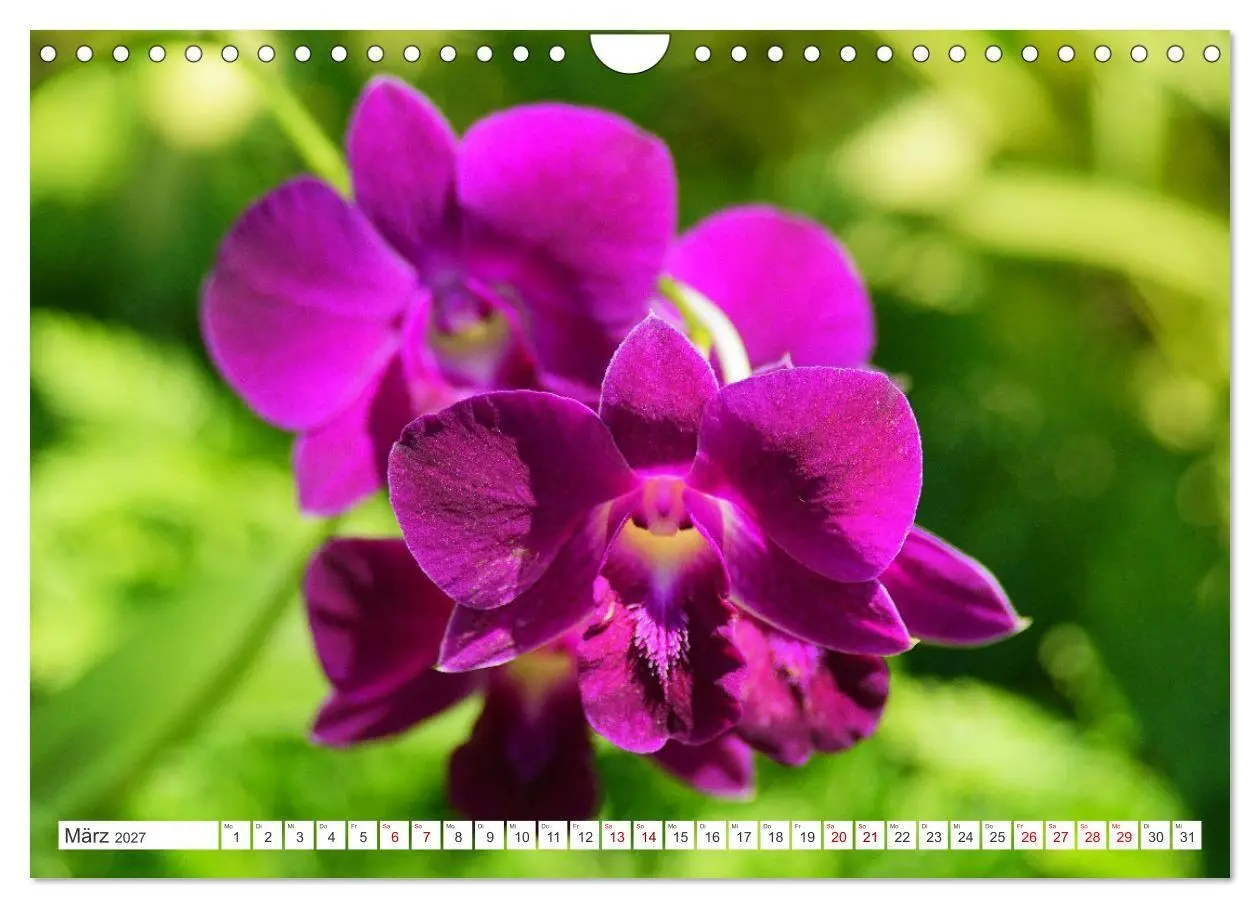 Bild: 9783569498891 | Asiatische Blumenpracht (Wandkalender 2027 DIN A4 quer), CALVENDO...