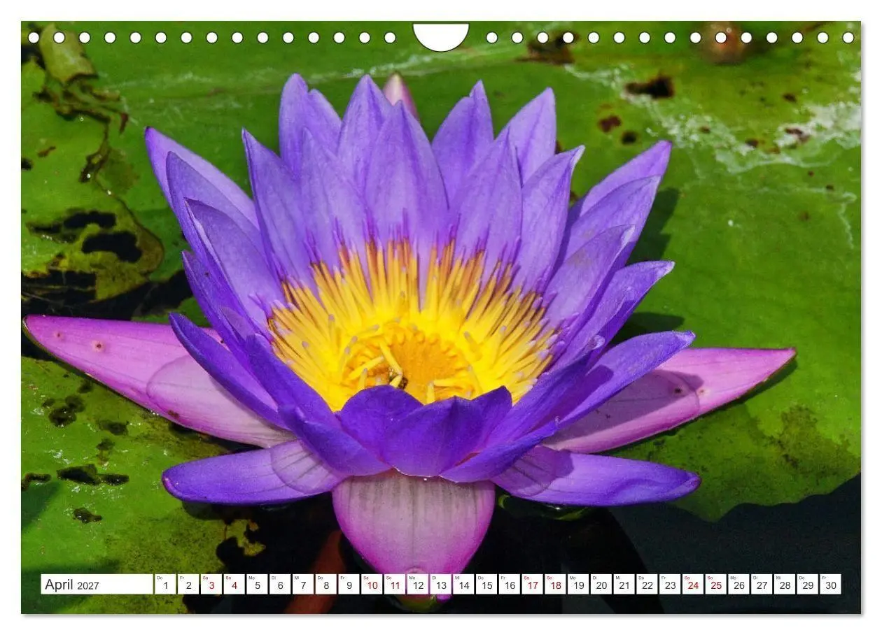 Bild: 9783569498891 | Asiatische Blumenpracht (Wandkalender 2027 DIN A4 quer), CALVENDO...