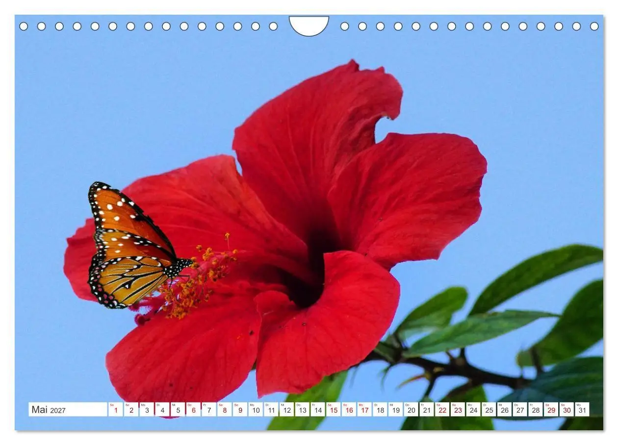 Bild: 9783569498891 | Asiatische Blumenpracht (Wandkalender 2027 DIN A4 quer), CALVENDO...