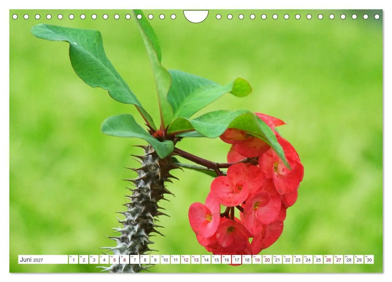 Bild: 9783569498891 | Asiatische Blumenpracht (Wandkalender 2027 DIN A4 quer), CALVENDO...