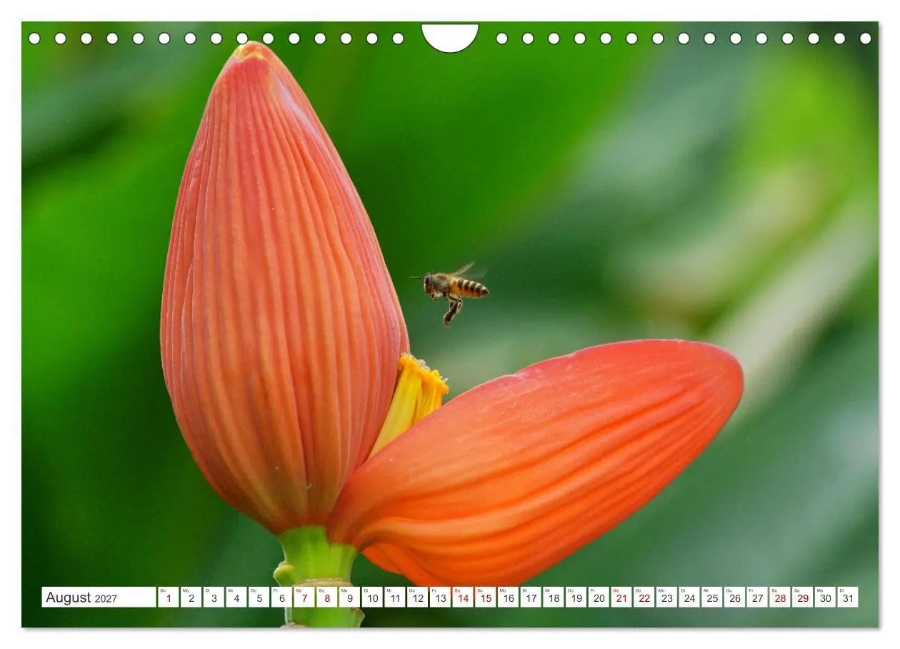 Bild: 9783569498891 | Asiatische Blumenpracht (Wandkalender 2027 DIN A4 quer), CALVENDO...