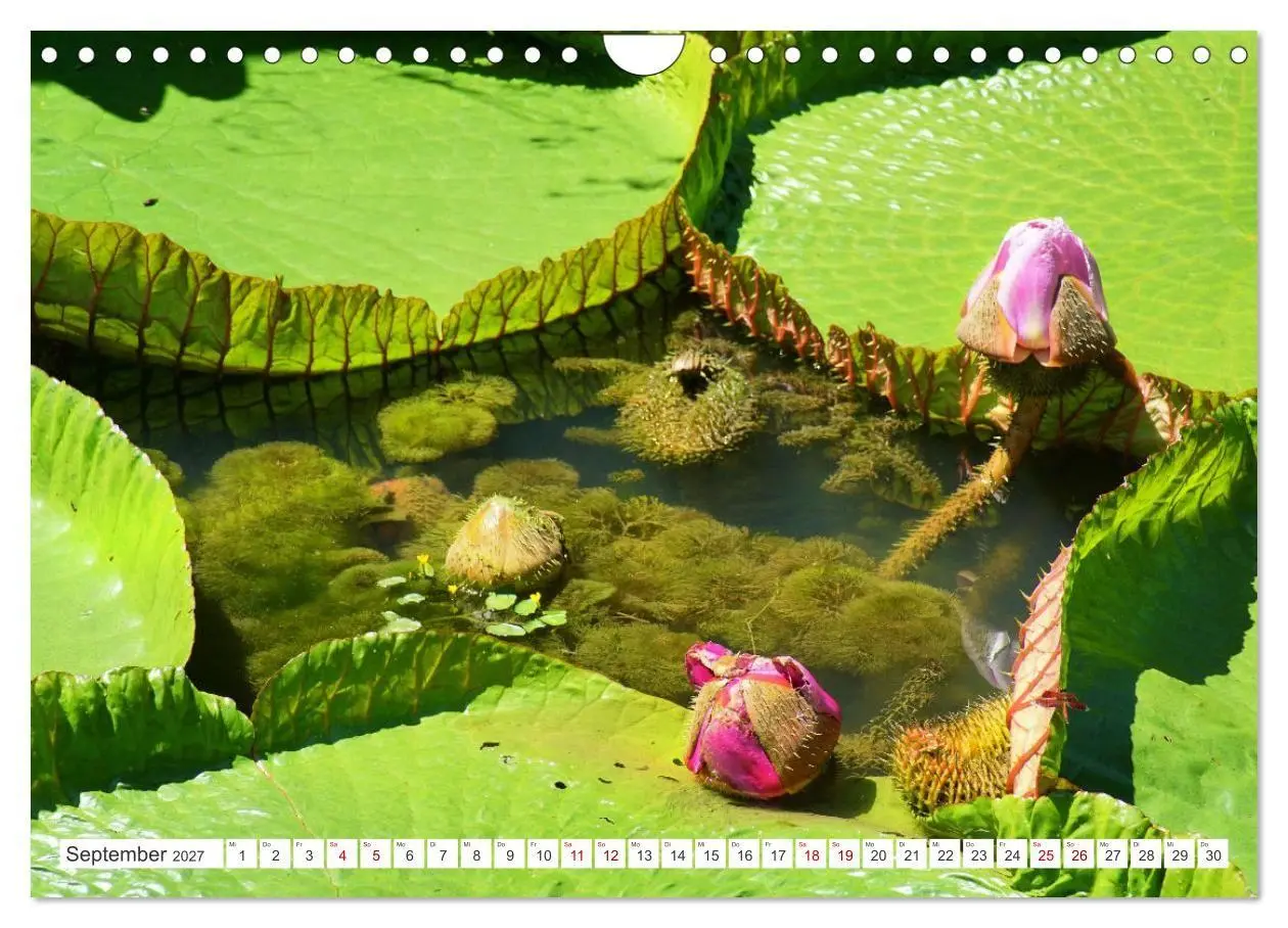 Bild: 9783569498891 | Asiatische Blumenpracht (Wandkalender 2027 DIN A4 quer), CALVENDO...