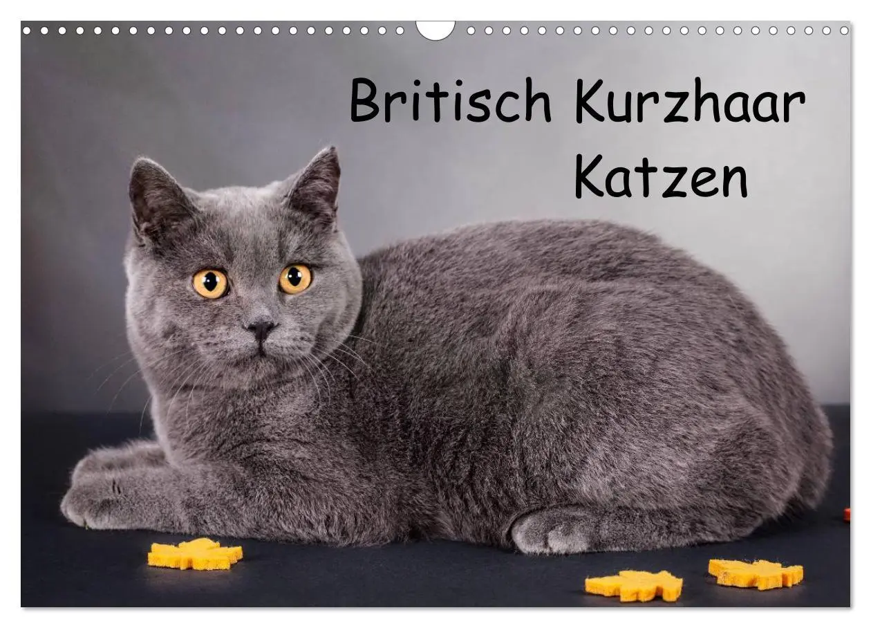 Cover: 9783516228991 | Britisch Kurzhaar Katzen (Wandkalender 2026 DIN A3 quer), CALVENDO...