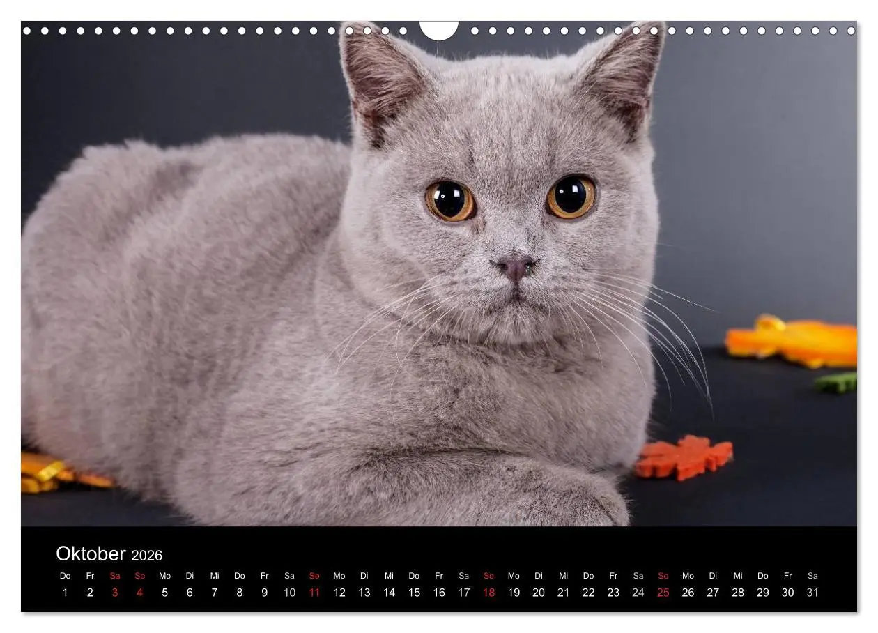 Bild: 9783516228991 | Britisch Kurzhaar Katzen (Wandkalender 2026 DIN A3 quer), CALVENDO...