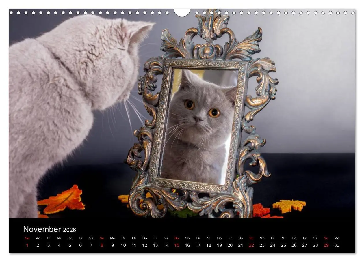 Bild: 9783516228991 | Britisch Kurzhaar Katzen (Wandkalender 2026 DIN A3 quer), CALVENDO...