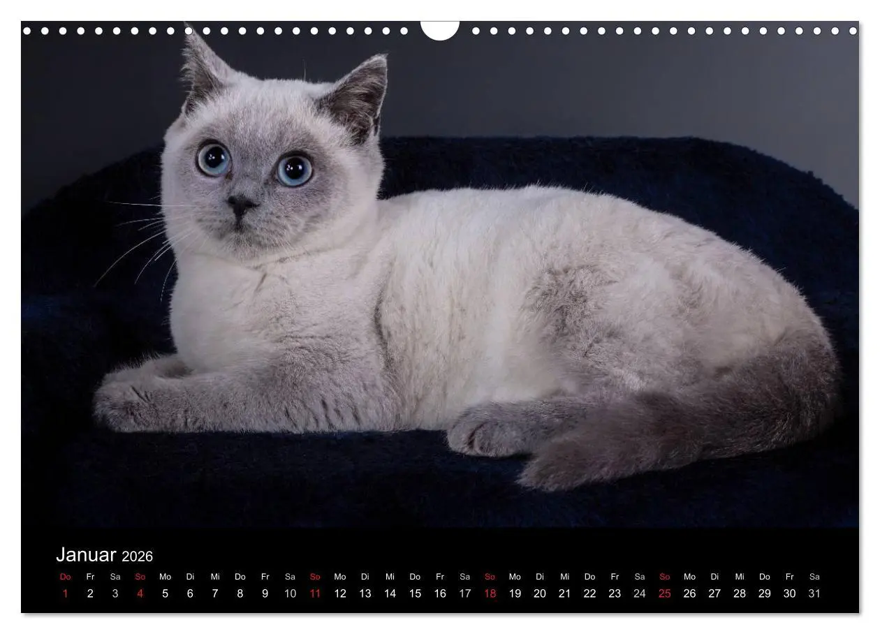 Bild: 9783516228991 | Britisch Kurzhaar Katzen (Wandkalender 2026 DIN A3 quer), CALVENDO...