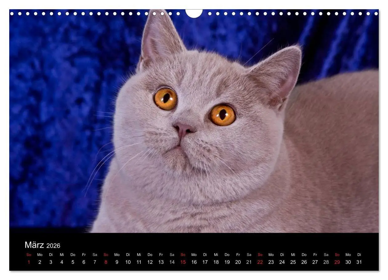 Bild: 9783516228991 | Britisch Kurzhaar Katzen (Wandkalender 2026 DIN A3 quer), CALVENDO...