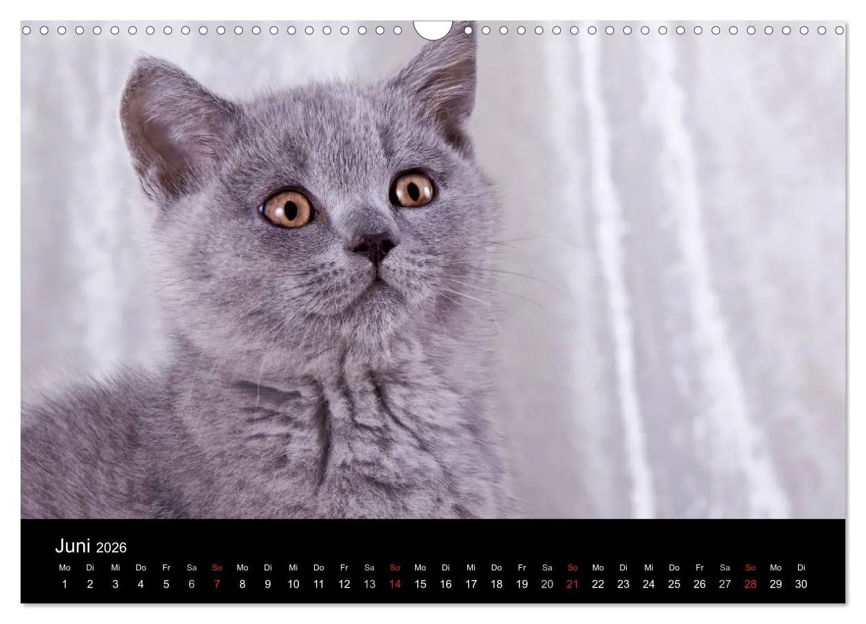Bild: 9783516228991 | Britisch Kurzhaar Katzen (Wandkalender 2026 DIN A3 quer), CALVENDO...