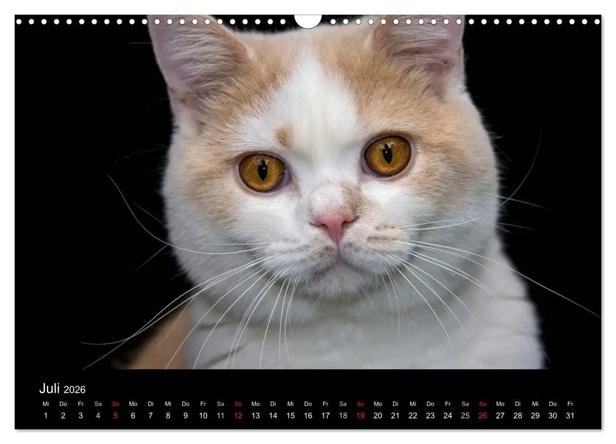 Bild: 9783516228991 | Britisch Kurzhaar Katzen (Wandkalender 2026 DIN A3 quer), CALVENDO...