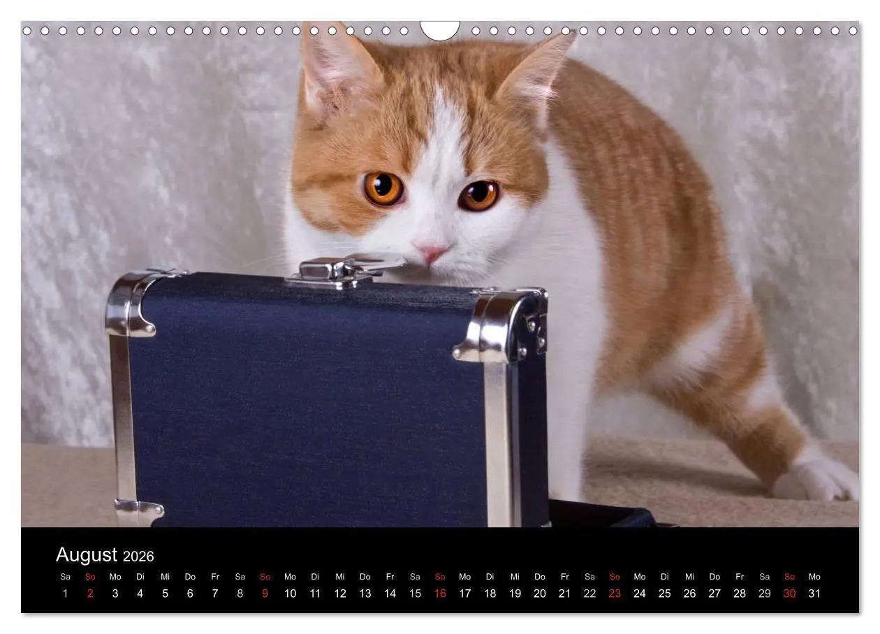 Bild: 9783516228991 | Britisch Kurzhaar Katzen (Wandkalender 2026 DIN A3 quer), CALVENDO...