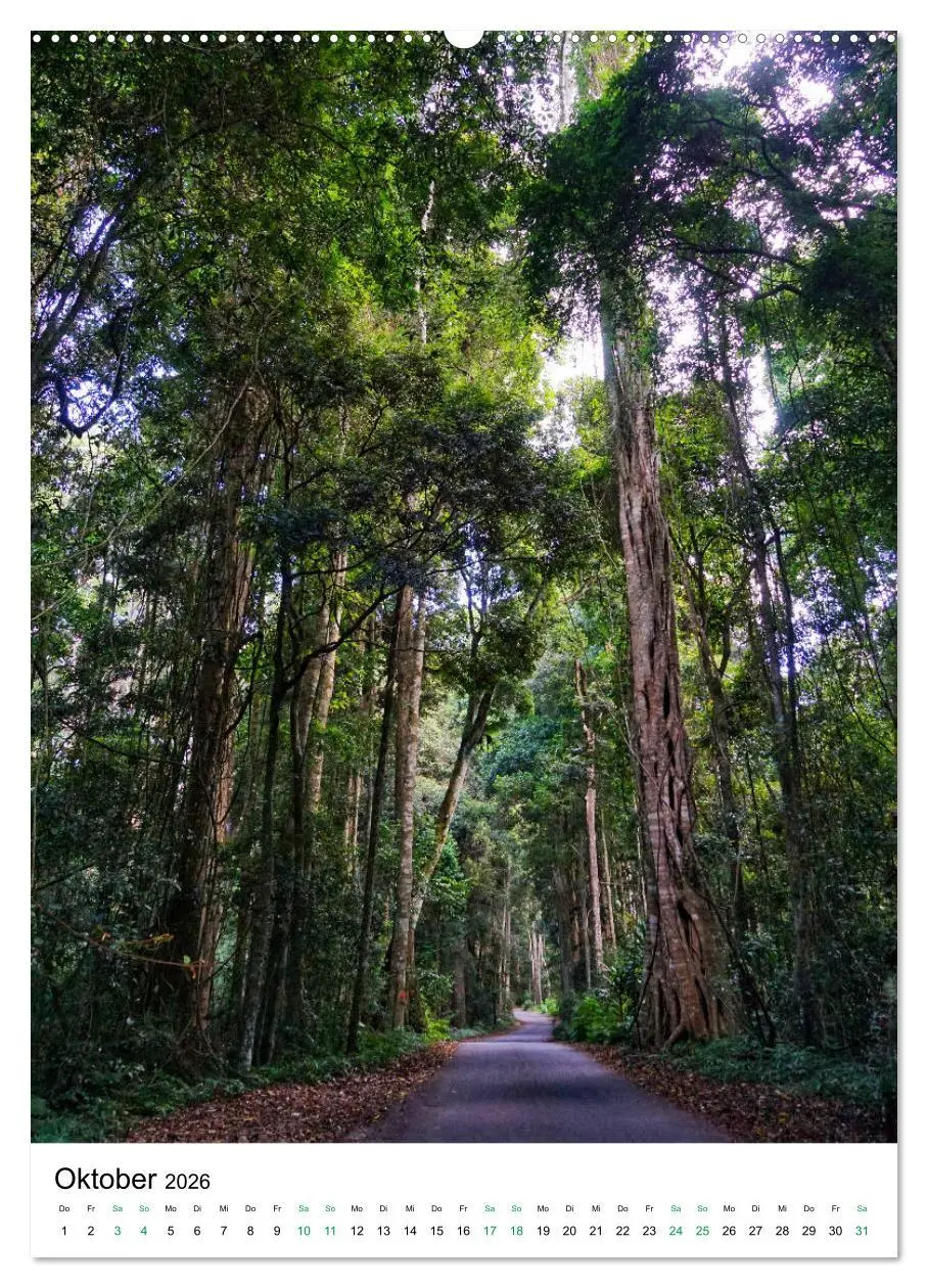 Bild: 9783516398991 | Regenwald - Australien (Wandkalender 2026 DIN A2 hoch), CALVENDO...