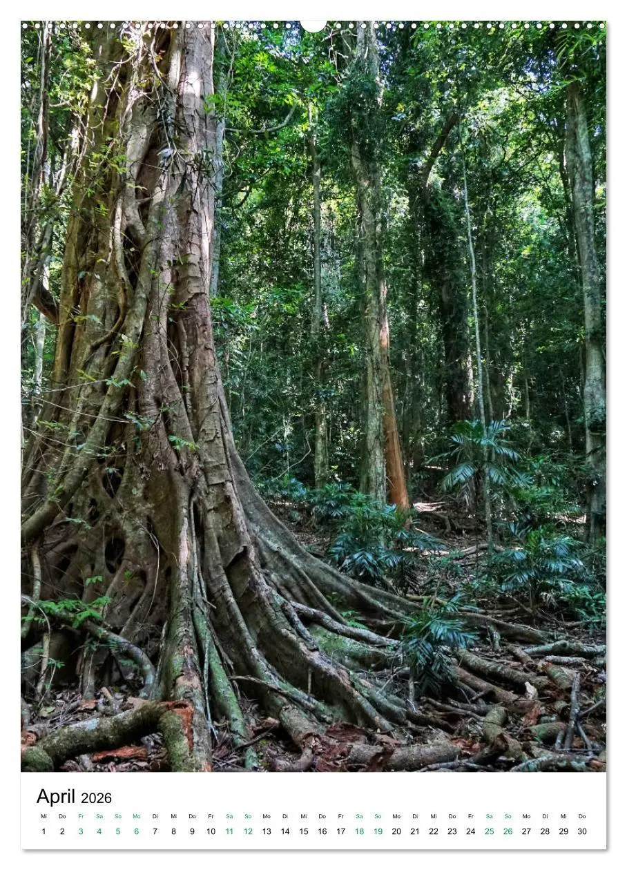 Bild: 9783516398991 | Regenwald - Australien (Wandkalender 2026 DIN A2 hoch), CALVENDO...