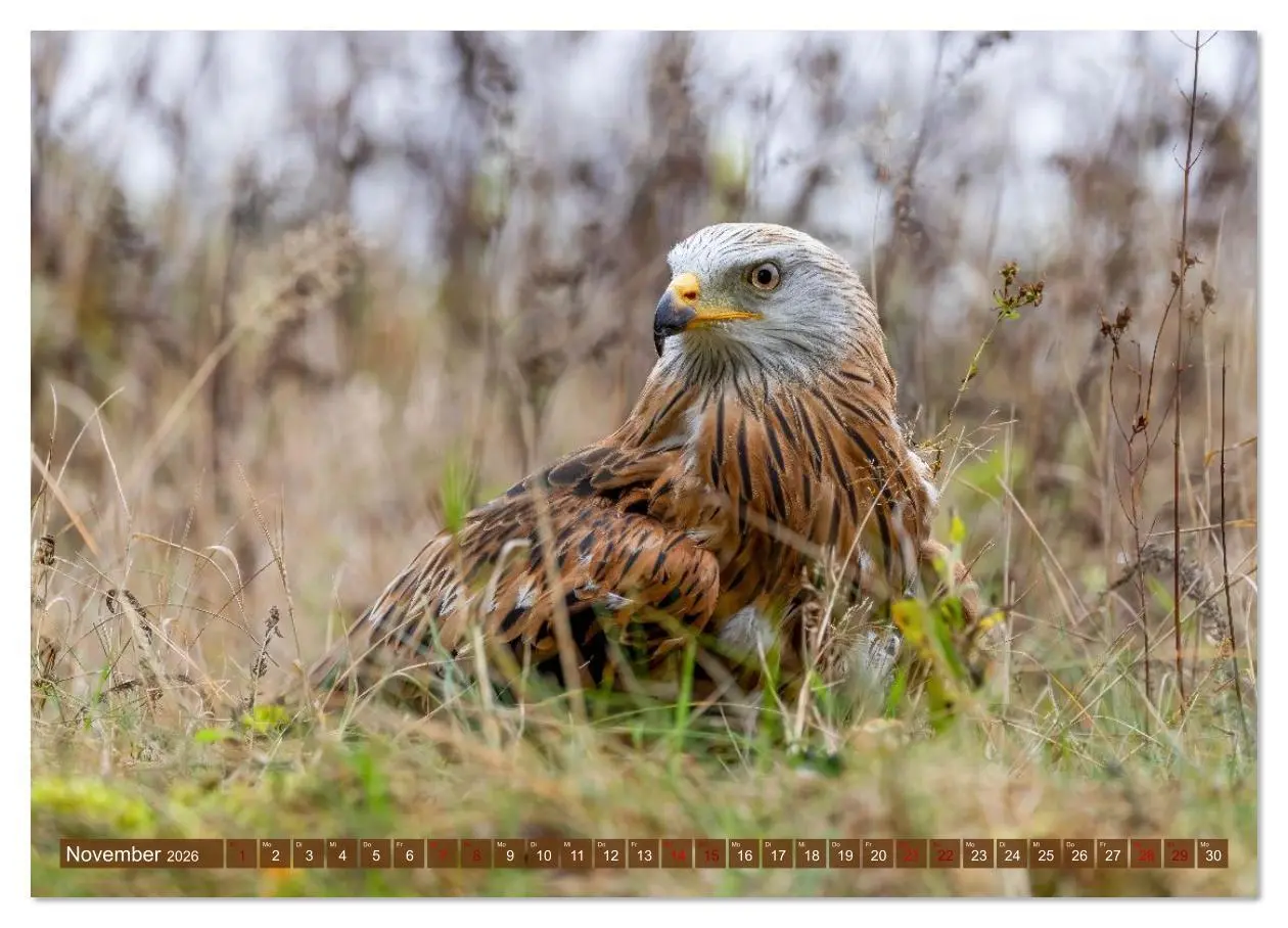 Bild: 9783516608991 | Europas Greifvögel und Eulen (Wandkalender 2026 DIN A3 quer),...