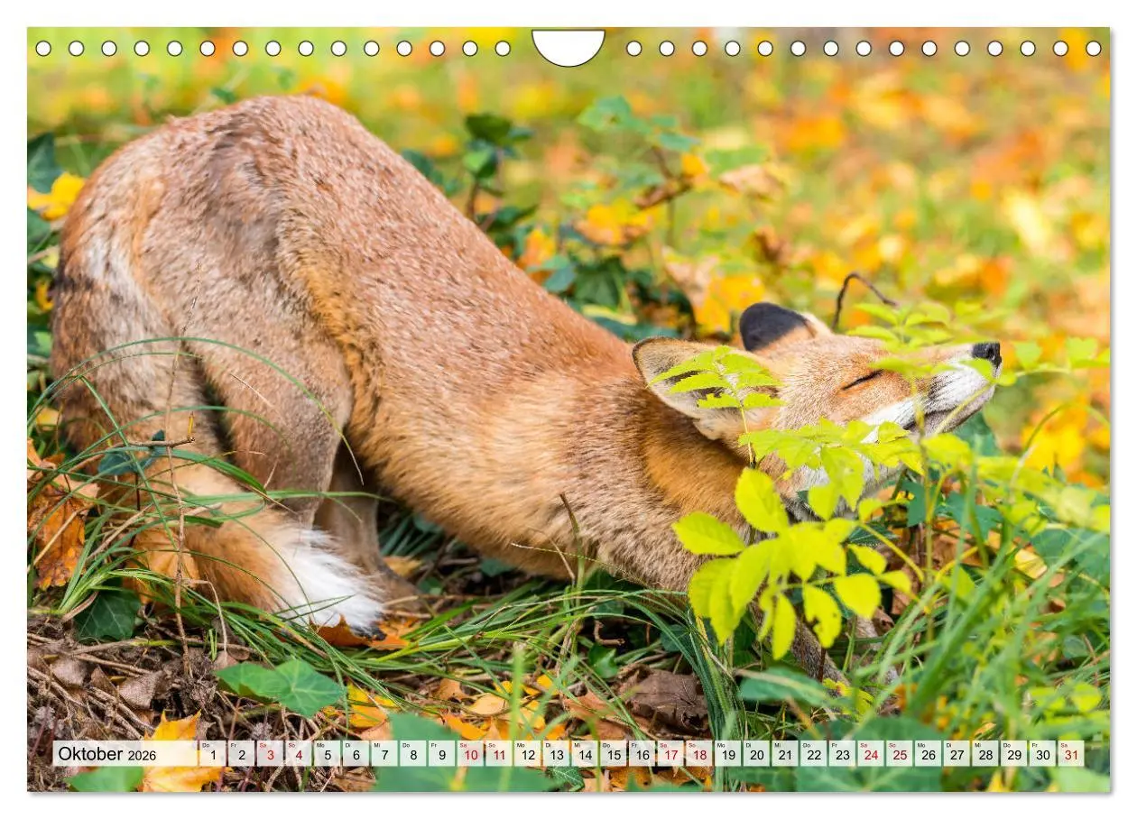 Bild: 9783457719091 | Popo-Kalender (Wandkalender 2026 DIN A4 quer), CALVENDO Monatskalender