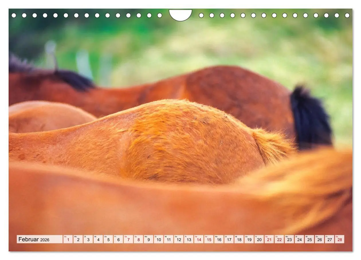 Bild: 9783457719091 | Popo-Kalender (Wandkalender 2026 DIN A4 quer), CALVENDO Monatskalender