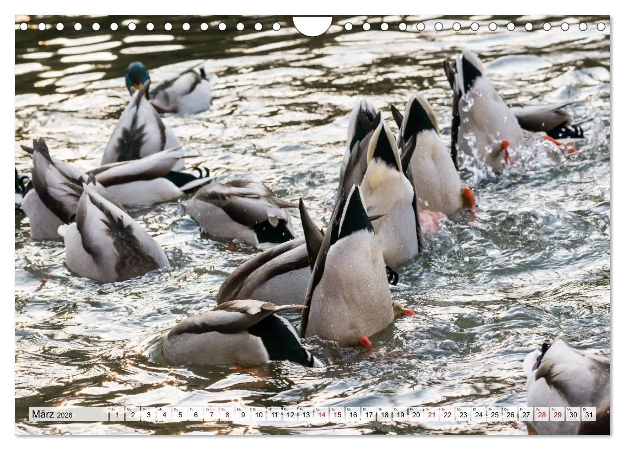Bild: 9783457719091 | Popo-Kalender (Wandkalender 2026 DIN A4 quer), CALVENDO Monatskalender