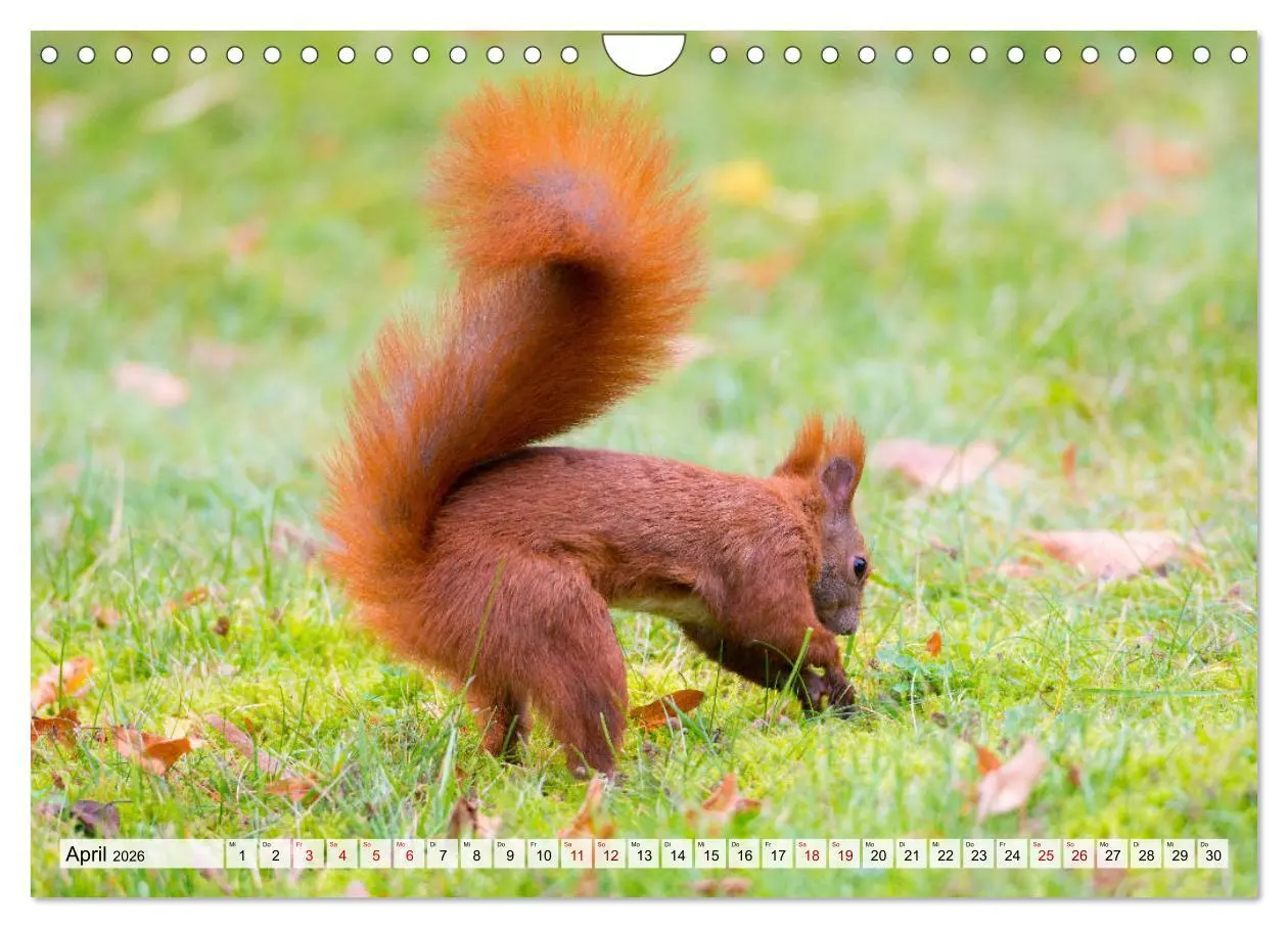 Bild: 9783457719091 | Popo-Kalender (Wandkalender 2026 DIN A4 quer), CALVENDO Monatskalender