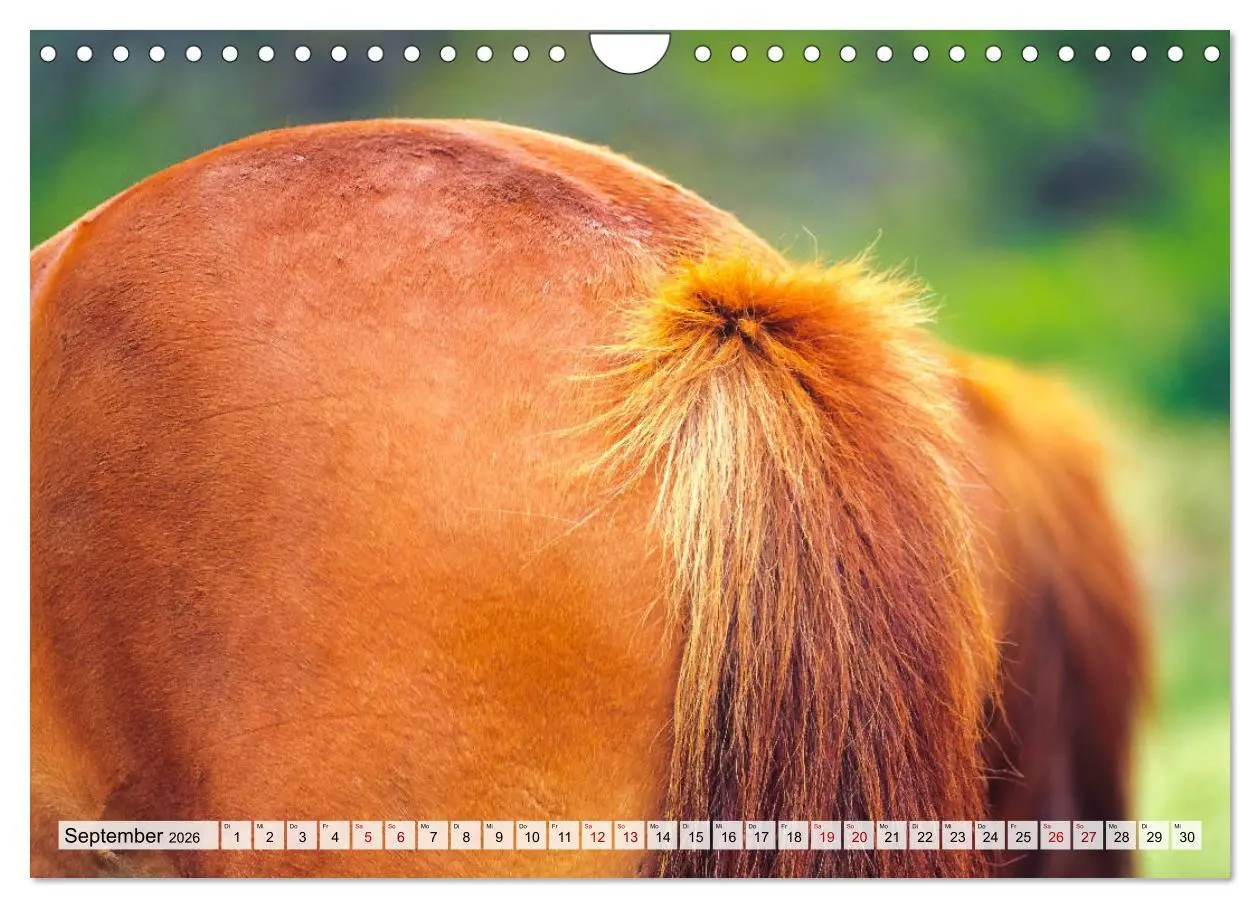 Bild: 9783457719091 | Popo-Kalender (Wandkalender 2026 DIN A4 quer), CALVENDO Monatskalender