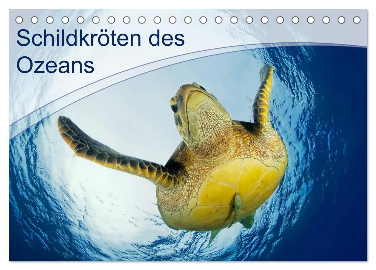 Cover: 9783516049091 | Schildkröten des Ozeans (Tischkalender 2026 DIN A5 quer), CALVENDO...