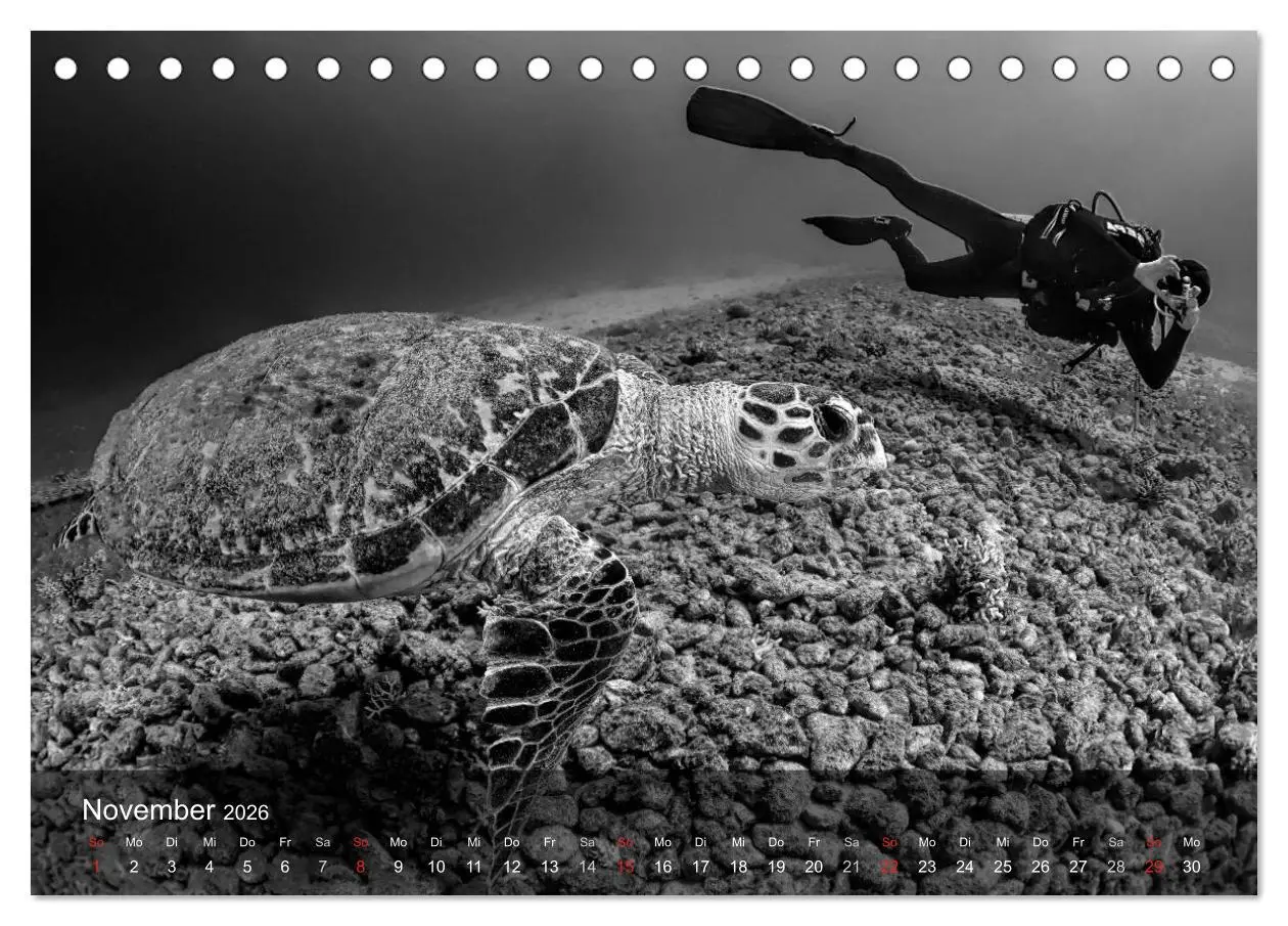 Bild: 9783516049091 | Schildkröten des Ozeans (Tischkalender 2026 DIN A5 quer), CALVENDO...