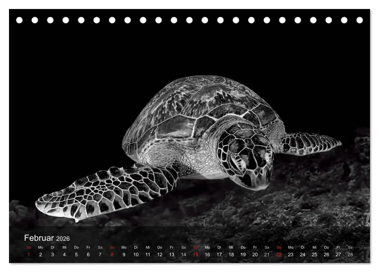 Bild: 9783516049091 | Schildkröten des Ozeans (Tischkalender 2026 DIN A5 quer), CALVENDO...