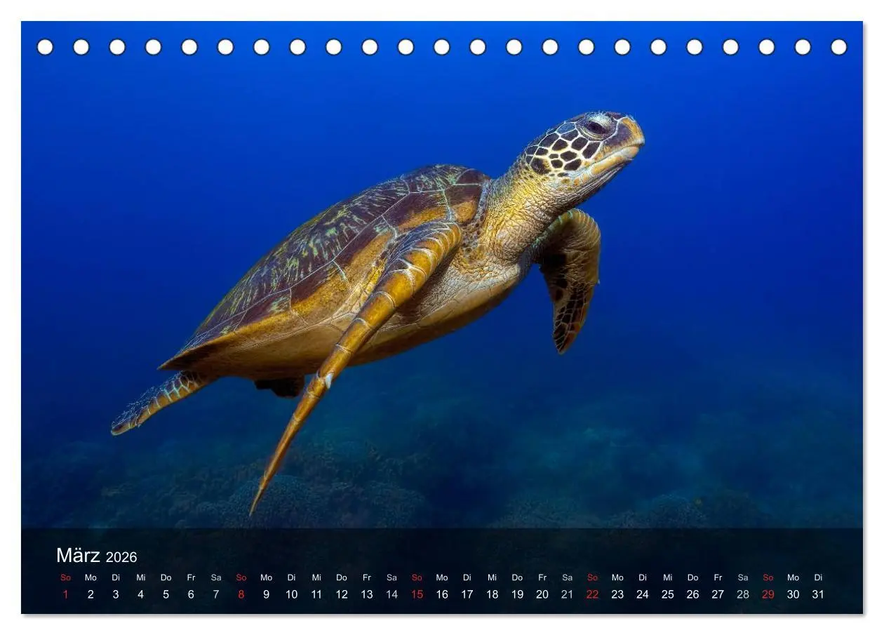 Bild: 9783516049091 | Schildkröten des Ozeans (Tischkalender 2026 DIN A5 quer), CALVENDO...