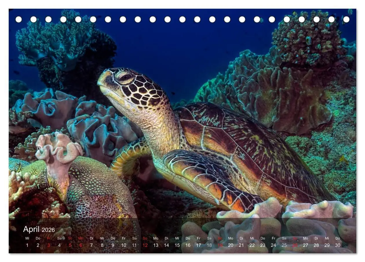 Bild: 9783516049091 | Schildkröten des Ozeans (Tischkalender 2026 DIN A5 quer), CALVENDO...