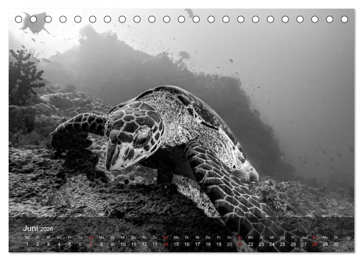 Bild: 9783516049091 | Schildkröten des Ozeans (Tischkalender 2026 DIN A5 quer), CALVENDO...